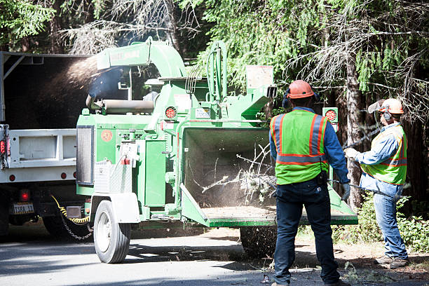 Best Tree and Shrub Care  in Pleasant Ridge, MI